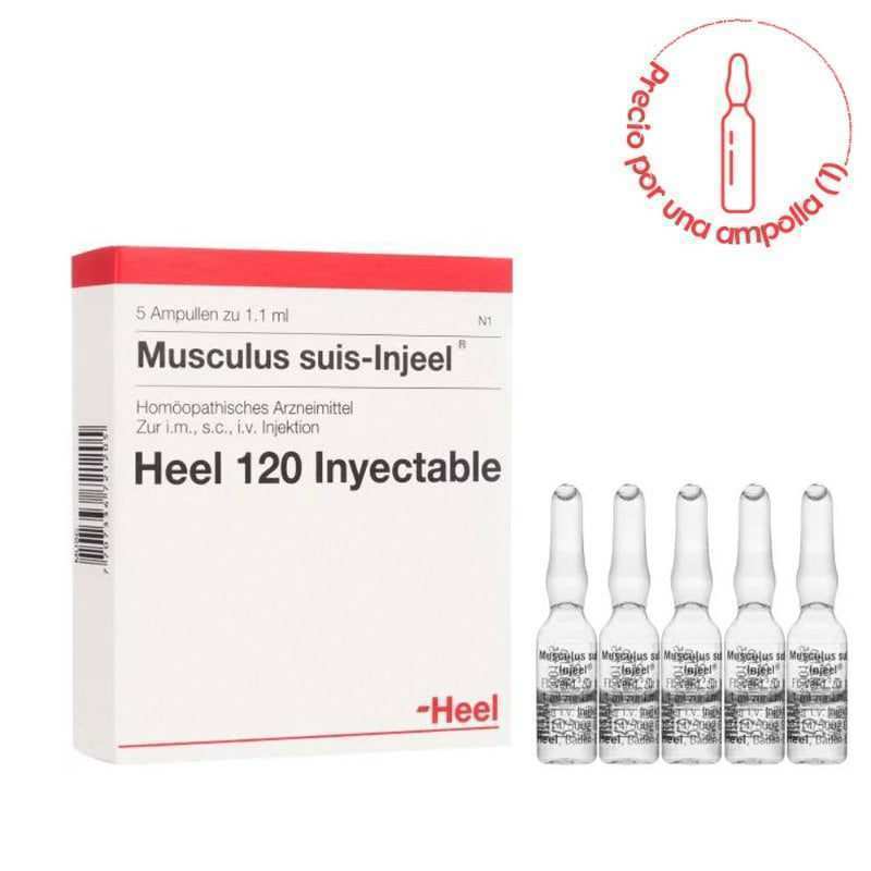 Musculus-suis-ampollas.-1766018697091